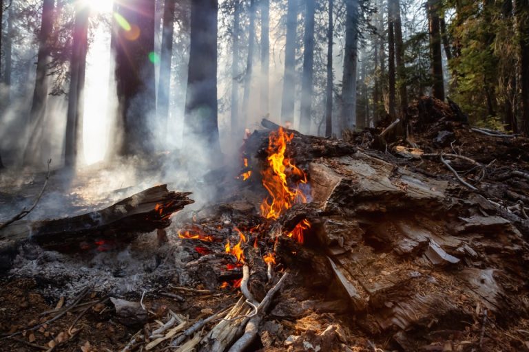 forest-fire-adobestock_252169014.jpegw1200h800modecrop.jpeg